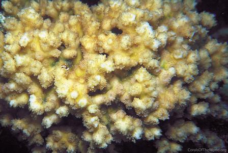 CotW: Echinopora irregularis