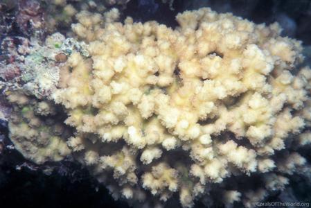 CotW: Echinopora irregularis