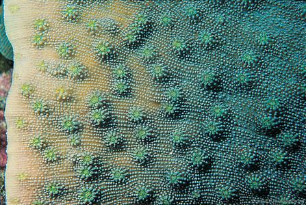 CotW preview: Echinopora lamellosa