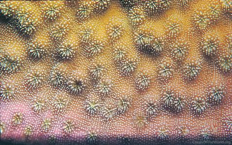 CotW: Echinopora lamellosa