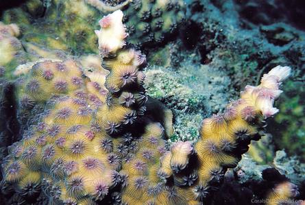 CotW preview: Echinopora mammiformis