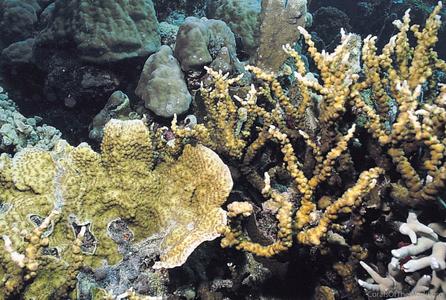 CotW: Echinopora mammiformis
