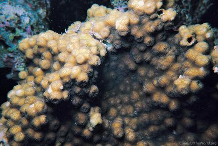 CotW preview: Echinopora pacificus