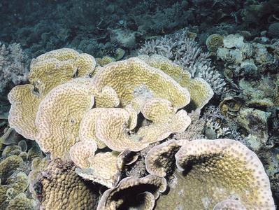 CotW preview: Echinopora pacificus
