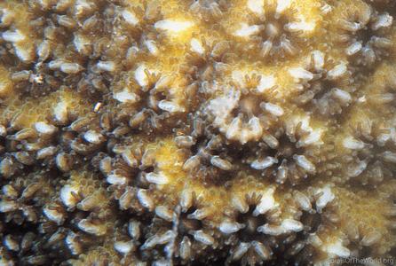 CotW: Echinopora robusta