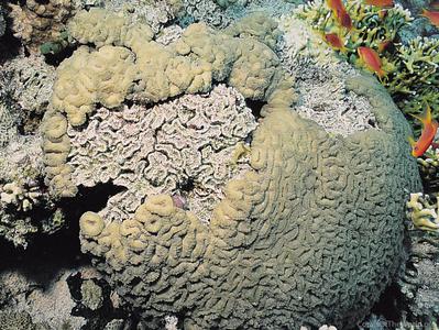 CotW: Erythrastrea flabellata