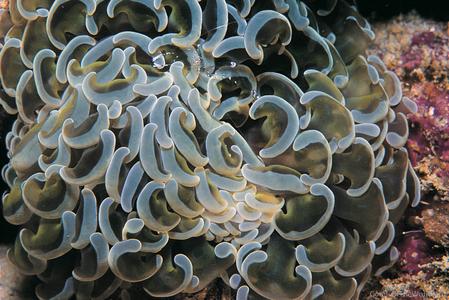 Euphyllia ancora