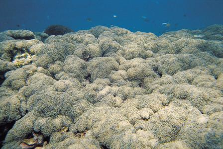 CotW preview: Euphyllia ancora