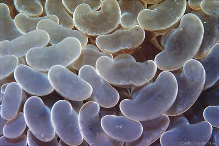 CotW: Euphyllia ancora