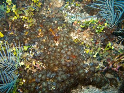 CotW preview: Euphyllia baliensis