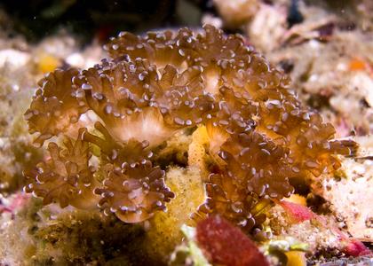 CotW: Euphyllia baliensis