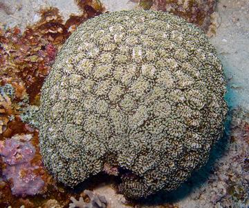 CotW: Euphyllia cristata