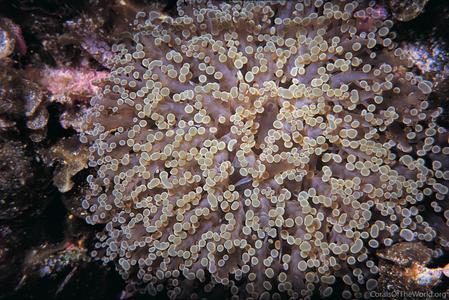 CotW preview: Euphyllia divisa