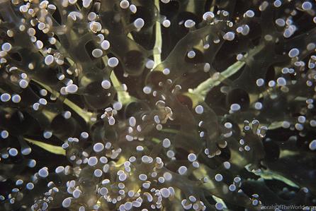 CotW: Euphyllia divisa