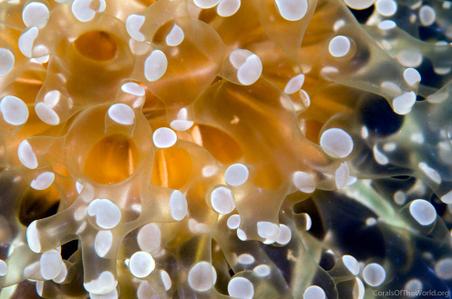 CotW: Euphyllia divisa