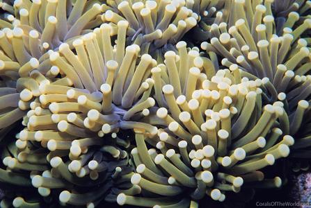 Euphyllia glabrescens