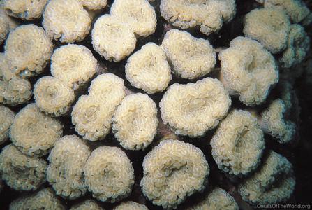 CotW: Euphyllia paraancora