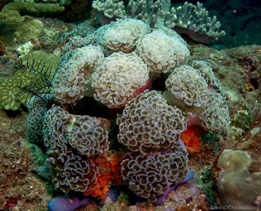 CotW: Euphyllia paraancora