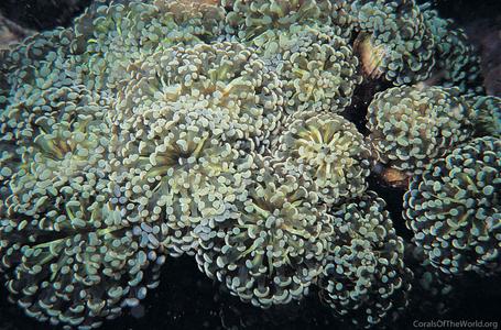CotW: Euphyllia paradivisa