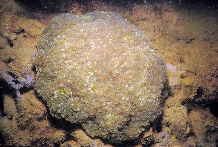 CotW preview: Euphyllia paraglabrescens