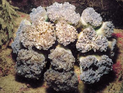 CotW: Euphyllia paraglabrescens