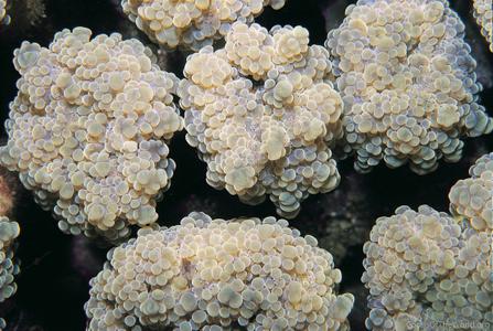 Euphyllia yaeyamaensis