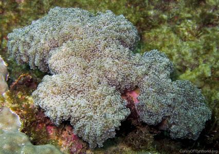 CotW: Euphyllia yaeyamaensis