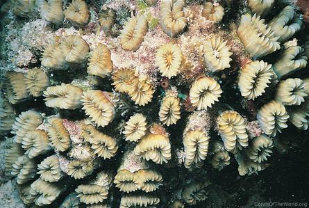 CotW: Eusmilia fastigiata