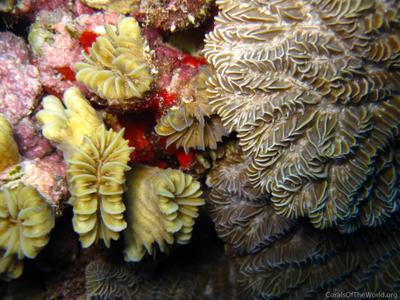 CotW: Eusmilia fastigiata
