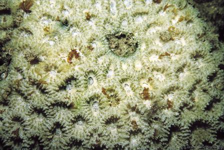 CotW: Favia albidus