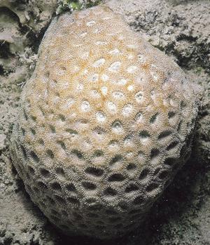 CotW: Favia albidus
