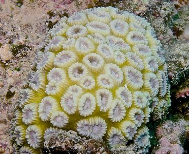 CotW: Favia amicorum