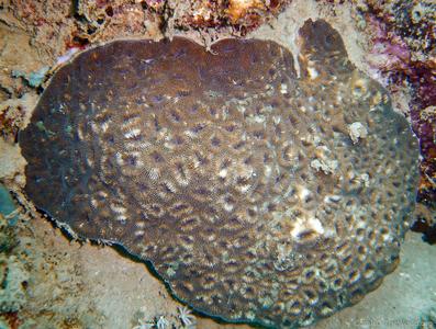 CotW: Favia danai