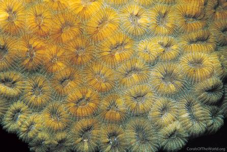 CotW: Favia favus
