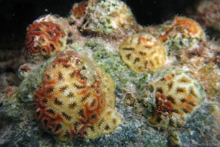 CotW: Favia fragum