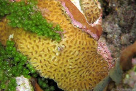 CotW: Favia gravida