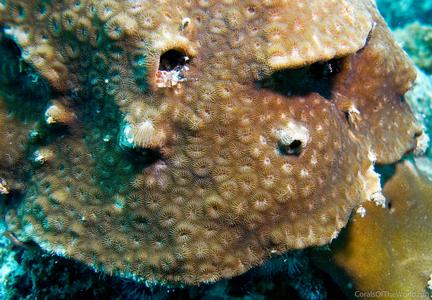 CotW: Favia helianthoides