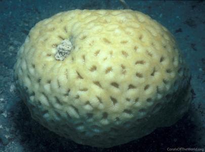 CotW: Favia lacuna