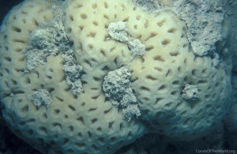 CotW: Favia lacuna