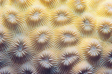 CotW: Favia laxa