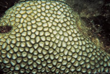 CotW: Favia leptophylla