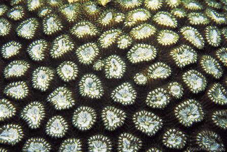 CotW: Favia leptophylla