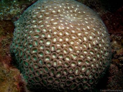 CotW: Favia lizardensis
