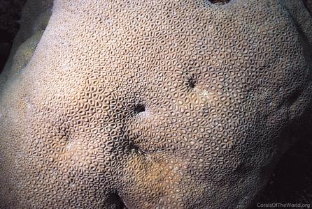 CotW: Favia lizardensis