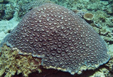 CotW: Favia maritima