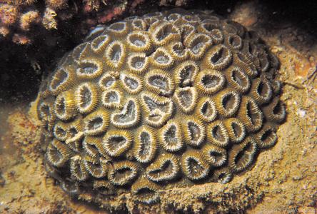 CotW: Favia maritima