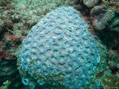 CotW: Favia maxima