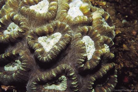 CotW: Favia maxima