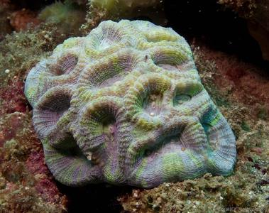 CotW: Favia maxima