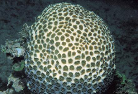 CotW preview: Favia pallida